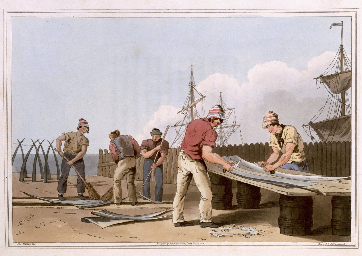 Whalebone Scrapers, gravert av Robert Havell den eldste, utgitt 1814 av Robinson and Son, Leeds av George Walker