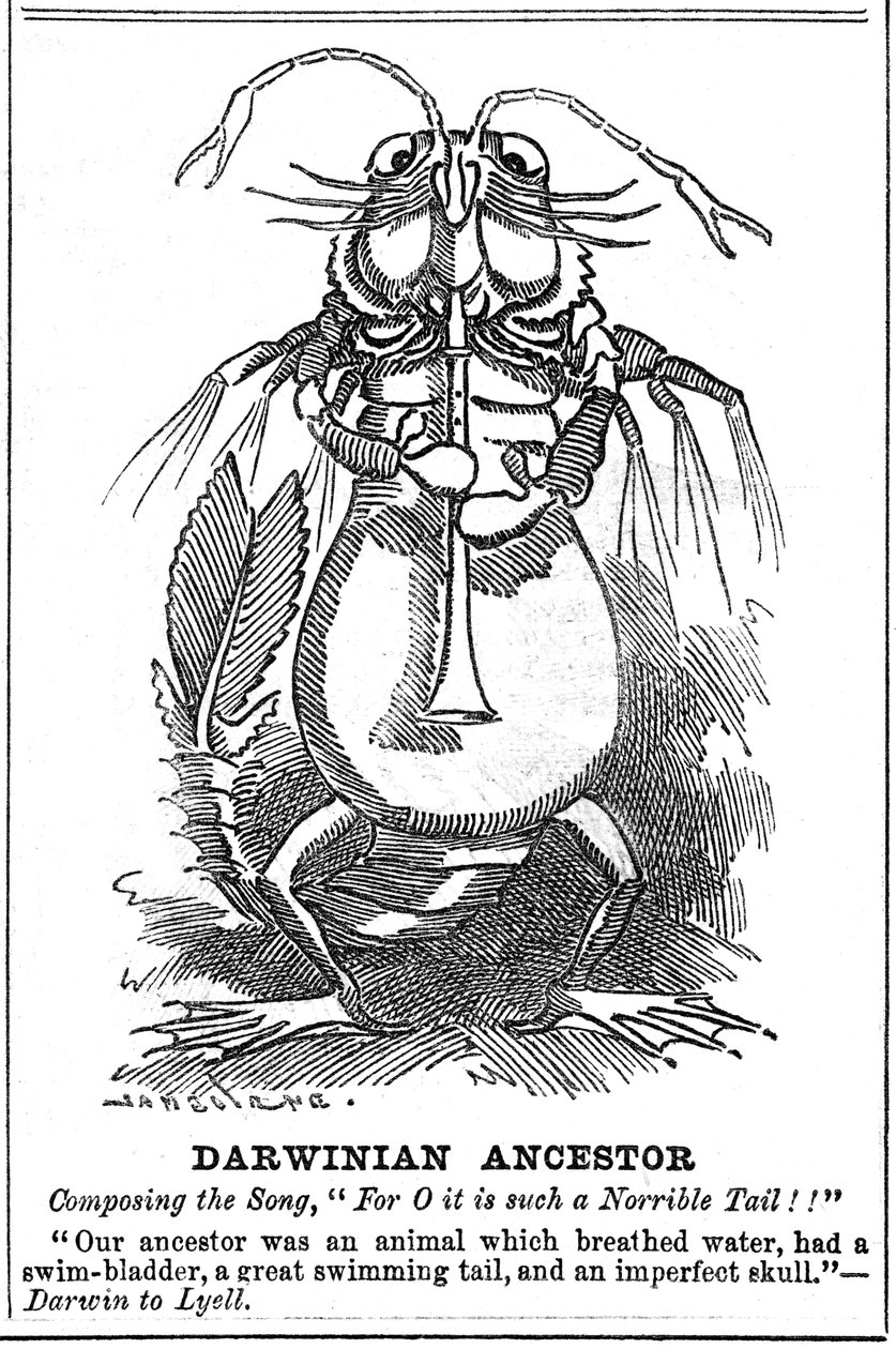 Darwinsk stamfar, 1887 av George du Maurier