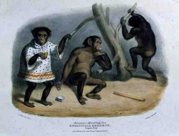 Sjimpanse eller afrikansk Orang-Utan i Zoological Gardens, Regent