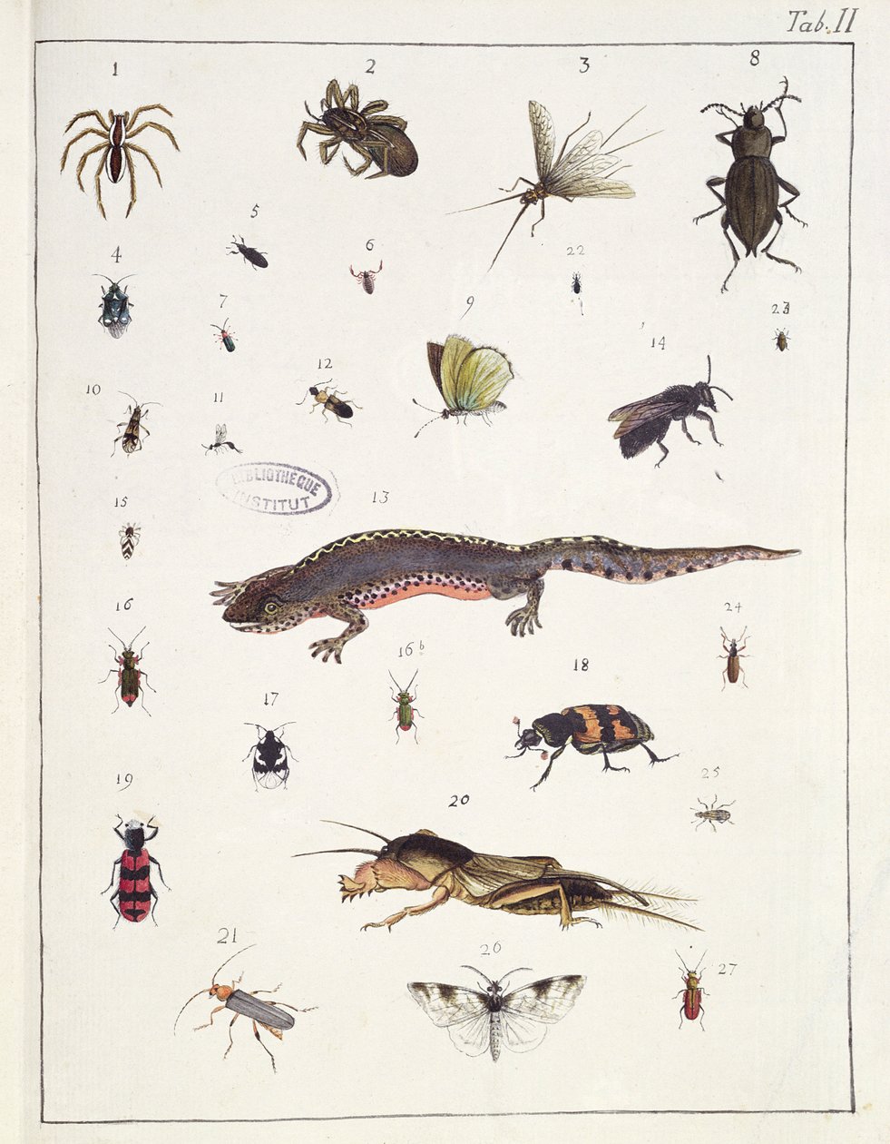 Ulike insekter og en øgle, plate II fra 