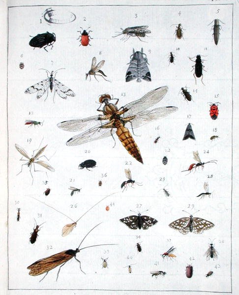 Ulike insekter, plate III fra 