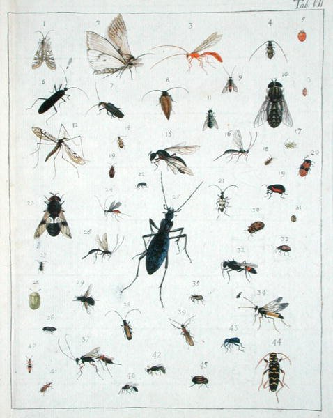 Ulike insekter, plate VII fra 