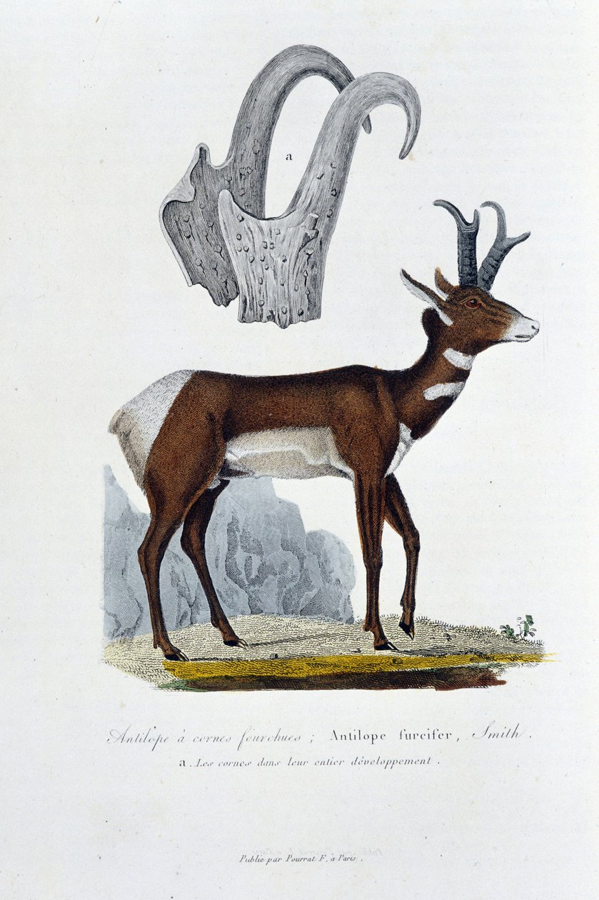 Natural History Board: Zoologisk styre som representerer Spanked Antilope; Furcifer Antilope, Smith. en. Hornene i hele deres utvikling - i "" Complete Works of Buffon"" av naturforsker Georges Louis Leclerc, greve av Buffon (1707 - 1788). Gravering f av Georges Louis Leclerc