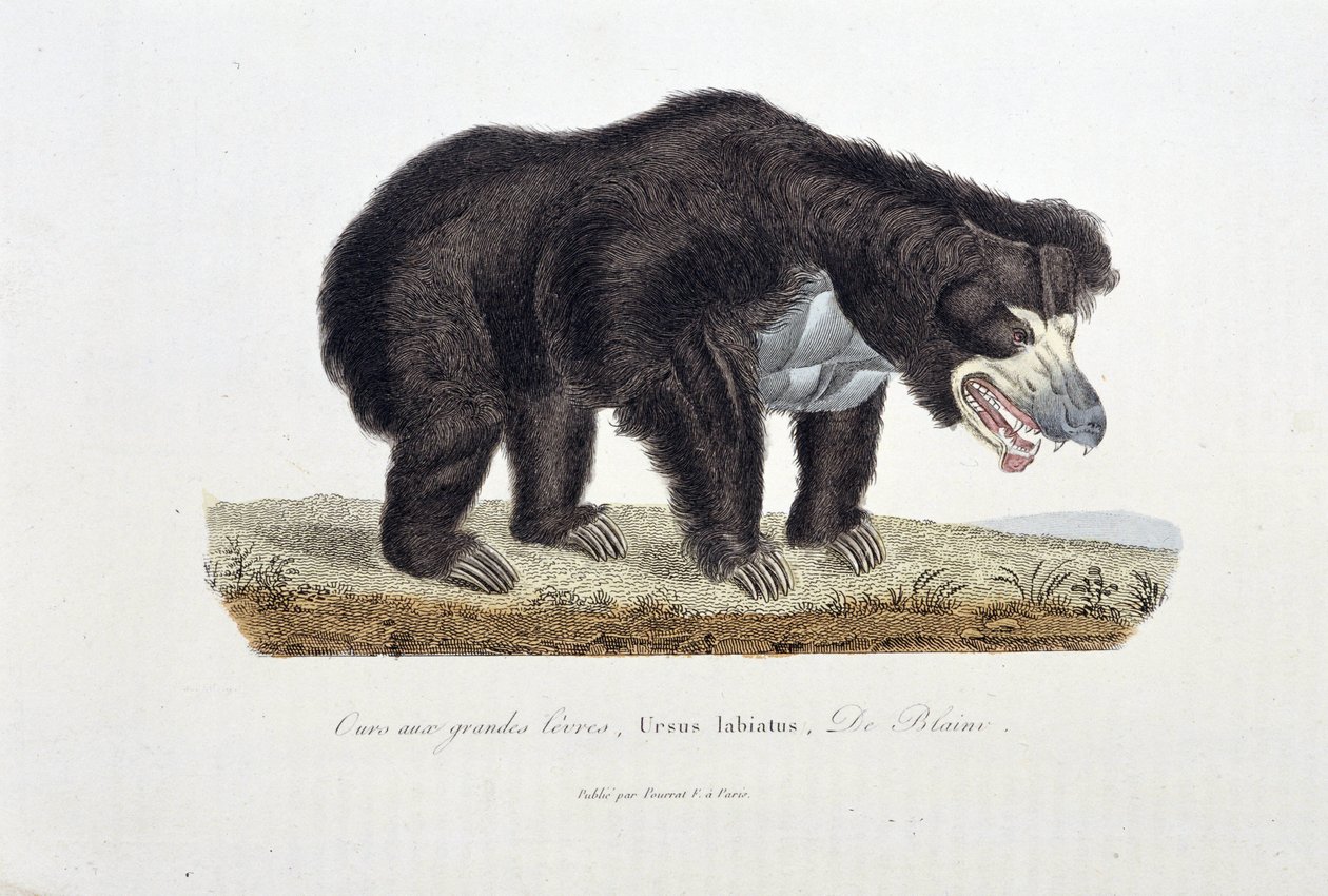 Naturhistorisk plate: Zoologisk plate som viser bjørnen med store lepper, Ursus labiatus, De Blaini - i "" Completes of Buffon"" av naturforsker Georges Louis Leclerc, greve av Buffon (1707 - 1788). Gravering fra 1837. av Georges Louis Leclerc