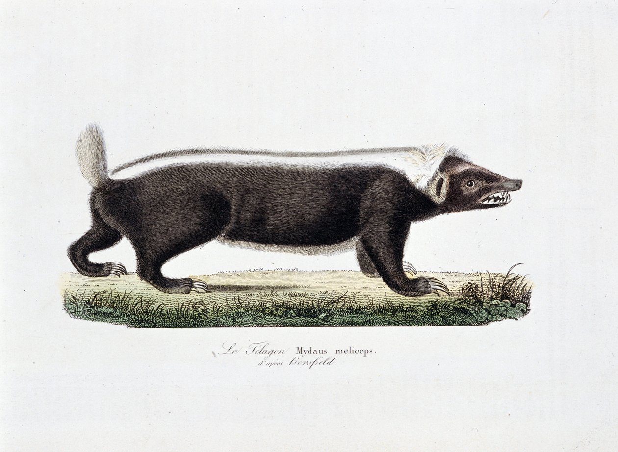 Naturhistorisk plate: Zoologisk tavle som viser Le Telagon, Mydaus meliceps d