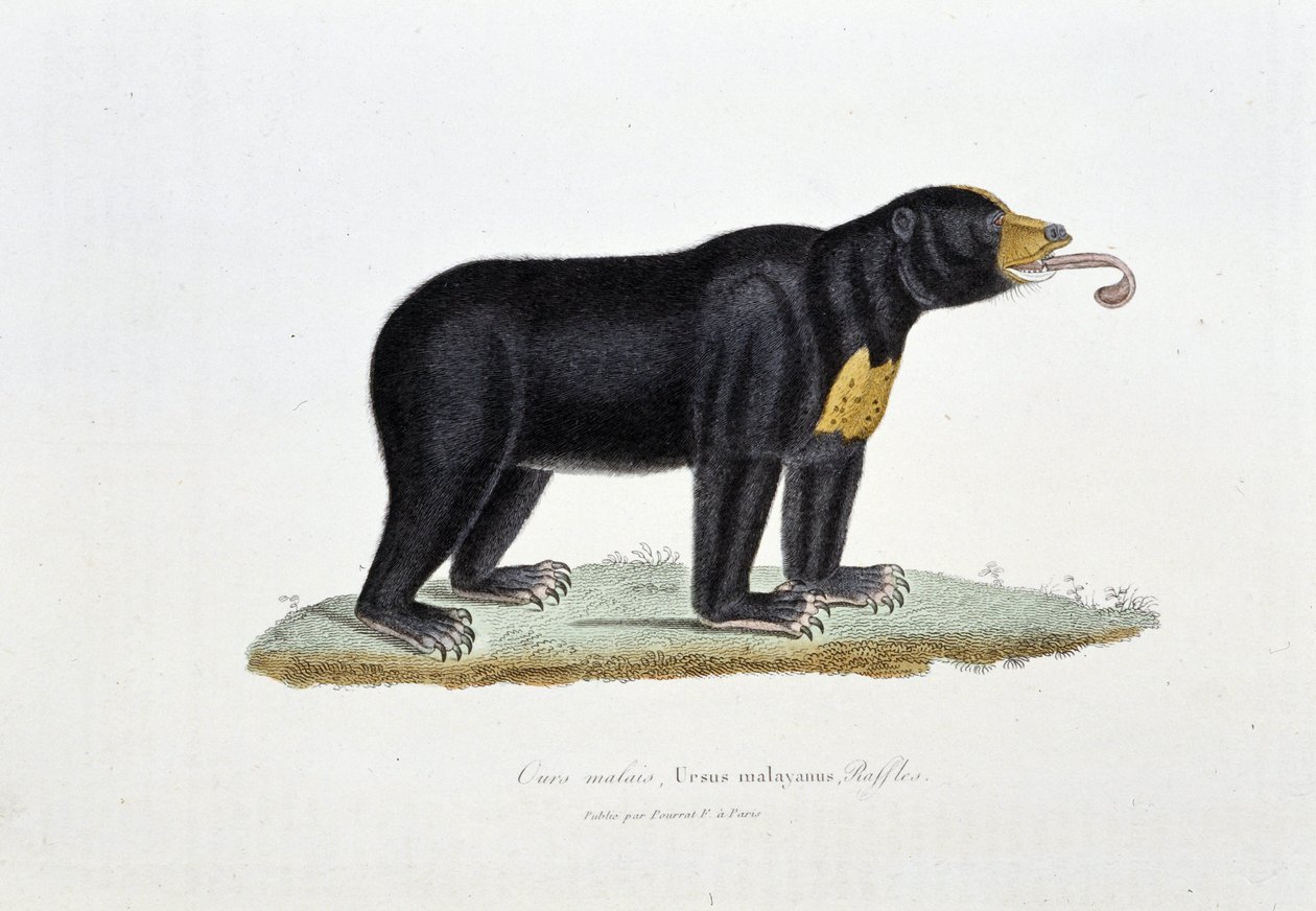 Naturhistorisk plate: Zoologisk tavle som viser den malaysiske bjørnen, Ursus malayanus, Faffles - i "" Works of Buffon"" av naturforsker Georges Louis Leclerc, greve av Buffon (1707 - 1788). Gravering fra 1837. av Georges Louis Leclerc