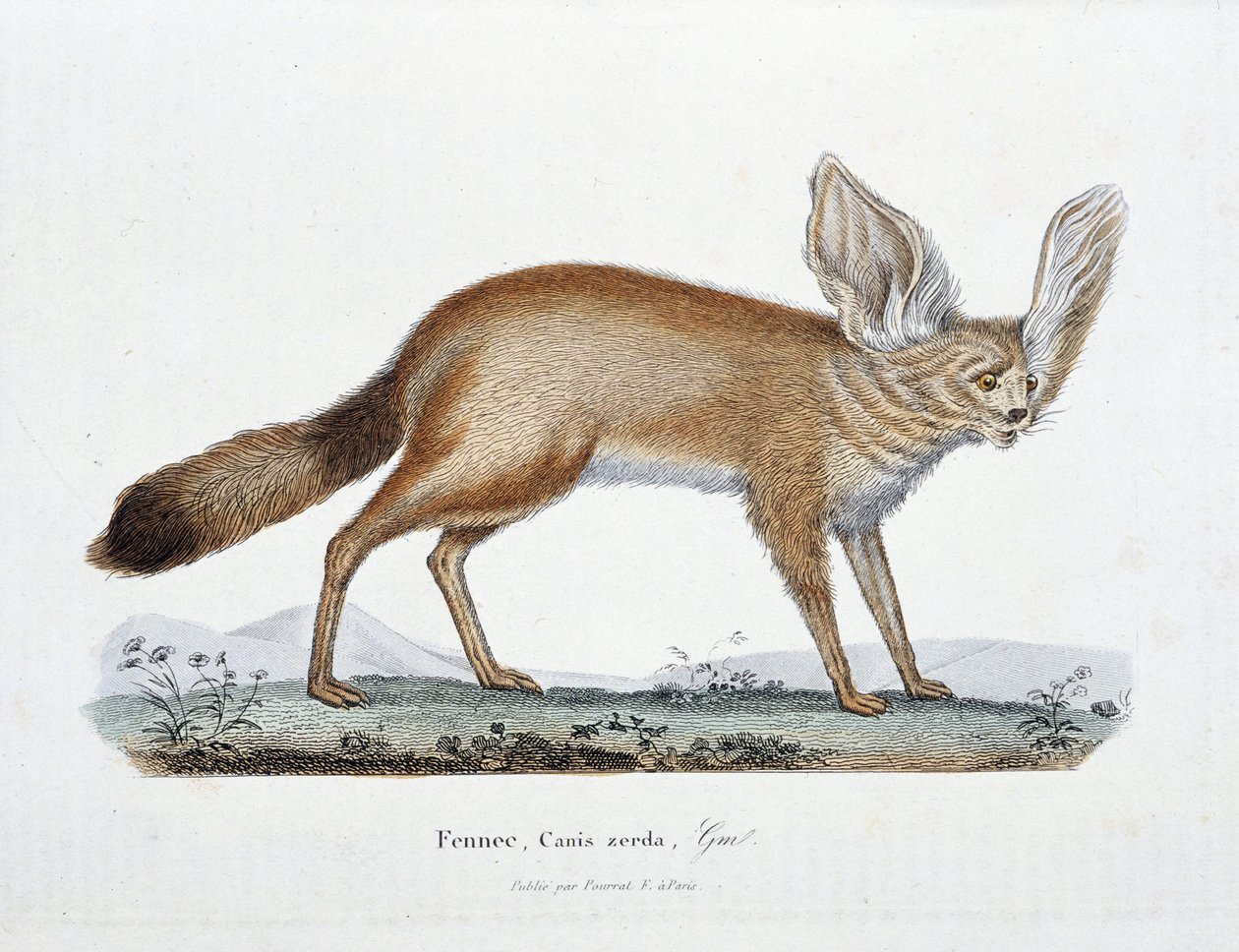 Naturhistorisk plate: Zoologisk styre som representerer Le Fennec, Canis zerda - i "" Completes of Buffon"" av naturforsker Georges Louis Leclerc, greve av Buffon (1707 - 1788). Gravering fra 1837. av Georges Louis Leclerc