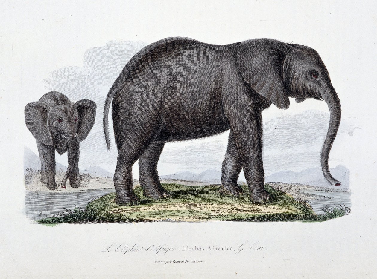 Naturhistorisk plate: Zoologisk bord som representerer den afrikanske elefanten; Elephas Africanus - i "" Completes of Buffon"" av naturforsker Georges Louis Leclerc, greve av Buffon (1707 - 1788). Gravering fra 1837. av Georges Louis Leclerc