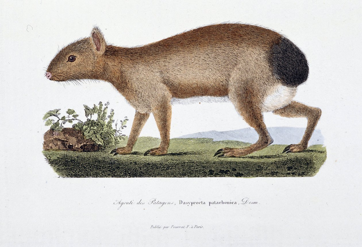Naturhistorisk plate: Zoologisk bord som representerer Agouti des Patagons, Dasyprocta patachonica - i "" Completely Works of Buffon"" av naturforsker Georges Louis Leclerc, greve av Buffon (1707 - 1788). Gravering fra 1837. av Georges-Louis Leclerc