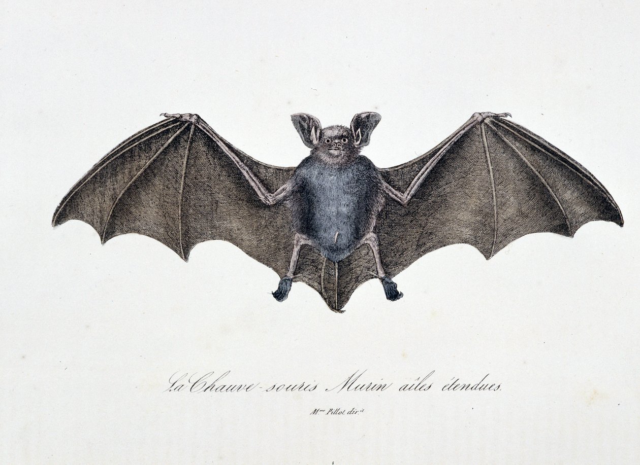 Naturhistorisk plate: Zoologisk tavle som representerer Bat Murin utvidede vinger - i "" Works complete of Buffon"" av naturforsker Georges Louis Leclerc, greve av Buffon (1707 - 1788). Gravering fra 1837. av Georges Louis Leclerc