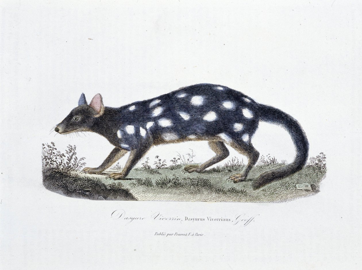Naturhistorisk plate: Zoologisk tavle som representerer Dasyure Viverrin, Dasyurus Viverrinus - i "" Completely Works of Buffon"" av naturforsker Georges Louis Leclerc, greve av Buffon (1707 - 1788). Gravering fra 1837. av Georges Louis Leclerc