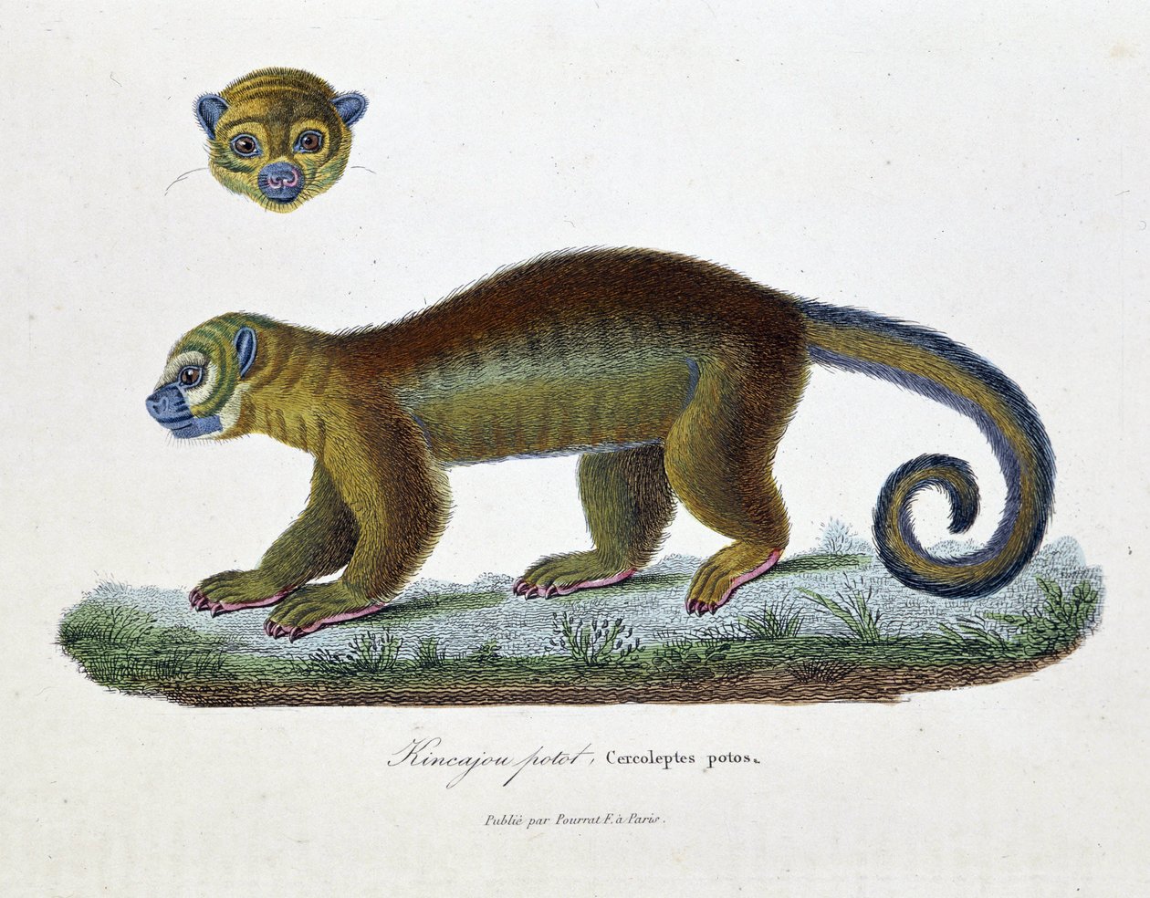 Naturhistorisk plate: Zoologisk bord som representerer Kincajou Potot, Cercoleptes potos - i "" Works complete of Buffon"" av naturforsker Georges Louis Leclerc, greve av Buffon (1707 - 1788). Gravering fra 1837. av Georges Louis Leclerc