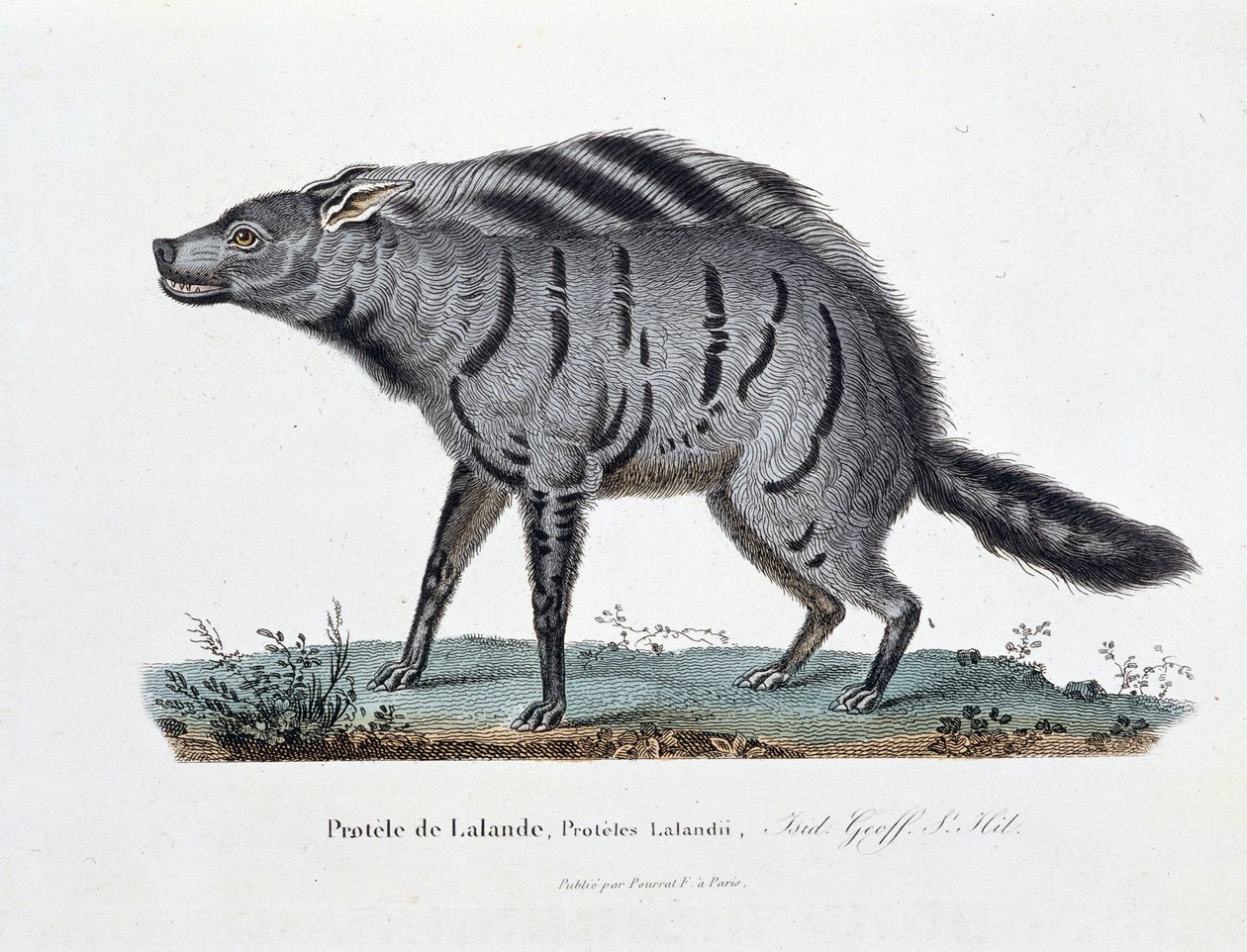 Naturhistorisk plate: Zoologisk styre som representerer Protele de Lalande, Proteles Lalandii - i "" Completely Works of Buffon"" av naturforsker Georges Louis Leclerc, greve av Buffon (1707 - 1788). Gravering fra 1837. av Georges Louis Leclerc