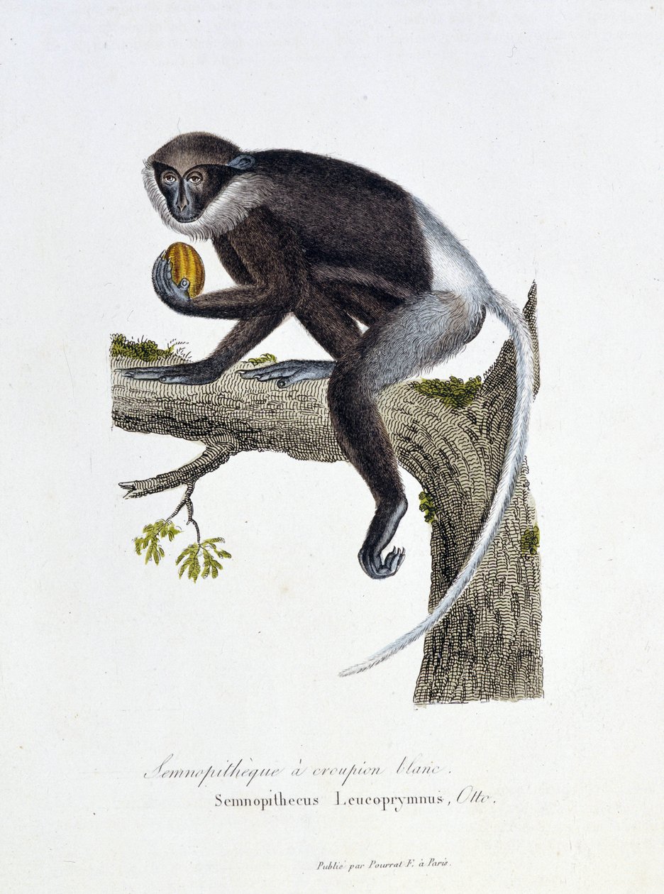 Naturhistorisk plate: Zoologisk bord som representerer White Rump Semnopitheque, Semnopithecus Leucoprymnus, Otto - i "" Completes of Buffon"" av naturforsker Georges Louis Leclerc, greve av Buffon (1707 - 1788). Gravering fra 1837. av Georges Louis Leclerc