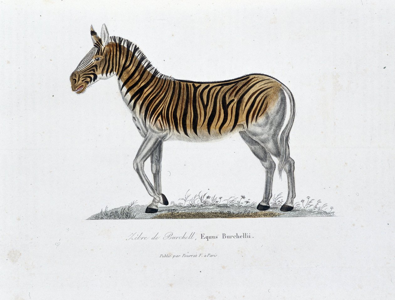 Naturhistorisk plate: Zoologisk bord som representerer Zebre of Burchell, Equus Burchellii - i "" Completely Works of Buffon"" av naturforsker Georges Louis Leclerc, greve av Buffon (1707 - 1788). Gravering fra 1837. av Georges Louis Leclerc