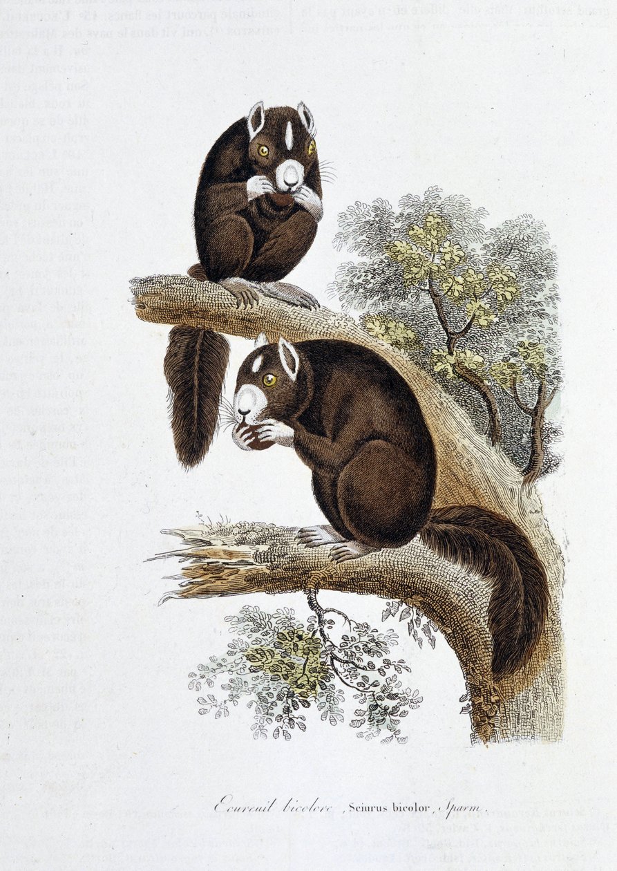 Naturhistorisk plate: Zoologisk tavle som representerer tofarget ekorn (Sciurus bicolor) - i "" Works of Buffon"" av naturforsker Georges Louis Leclerc, greve av Buffon (1707 - 1788). Gravering fra 1837. av Georges Louis Leclerc