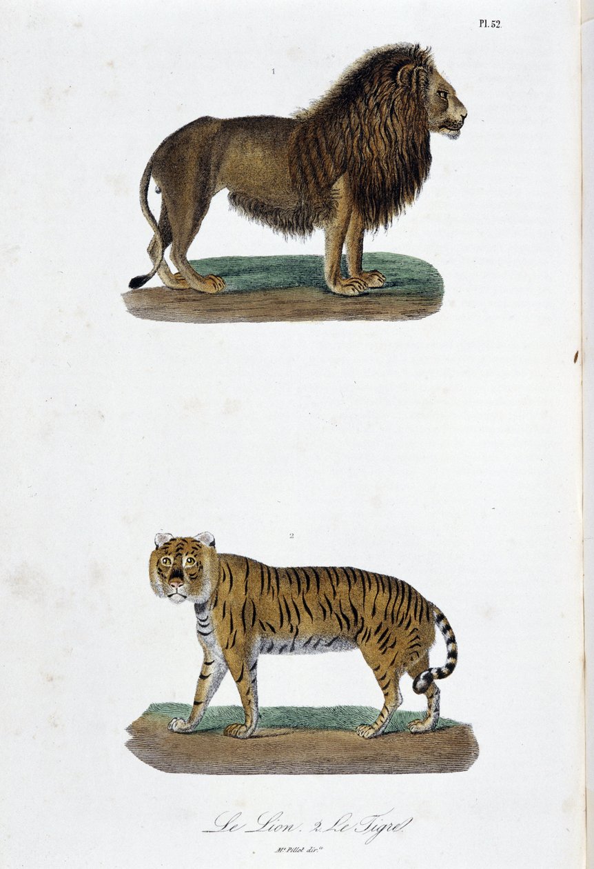 Natural History Plate: Zoologisk tavle som representerer løven og tigeren - i "" Completes of Buffon"" av naturforsker Georges Louis Leclerc, greve av Buffon (1707 - 1788). Gravering fra 1837. av Georges Louis Leclerc