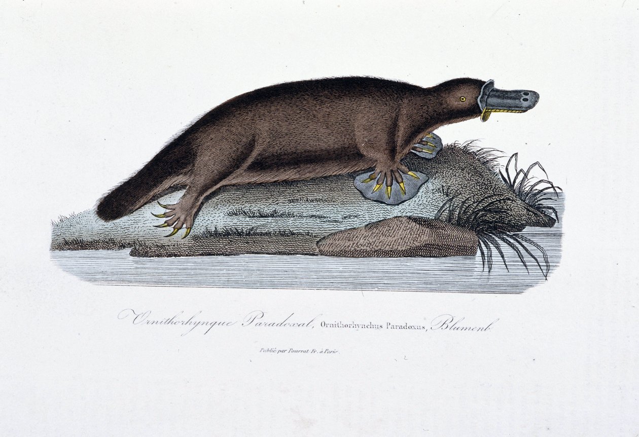 Naturhistorisk plate: Zoologisk bord som representerer ornithorync Paradoxal (Ornithorhynchus Paradoxux), Blumenb - i "" Works of Buffon" av naturforsker Georges Louis Leclerc, greve av Buffon (1707 - 1788). Gravering fra 1837. av Georges Louis Leclerc