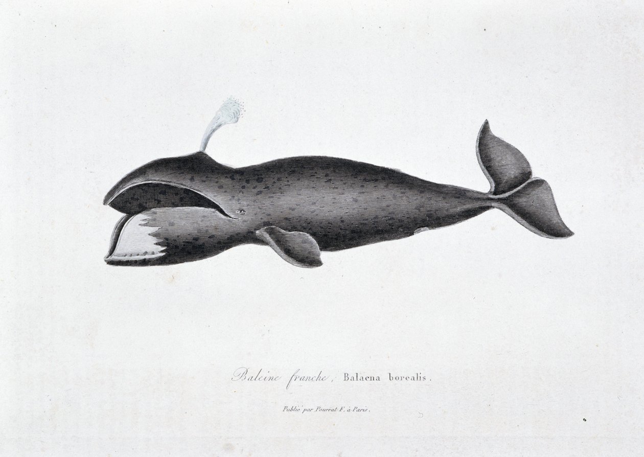 Naturhistorisk plate: Zoologisk tavle som representerer høyrehvalen, Balaena borealis - i "" Works of Buffon"" av naturforsker Georges Louis Leclerc, greve av Buffon (1707 - 1788). Gravering fra 1837. av Georges Louis Leclerc