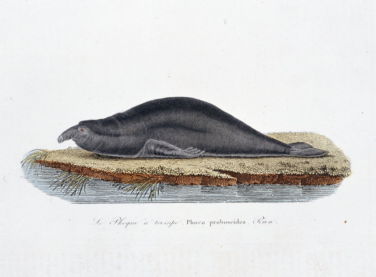 Naturhistorisk plate: Zoologisk tavle som representerer selen en trompe, Phoca proboscidea, Peron - i "" Completely Works of Buffon"" av naturforsker Georges Louis Leclerc, greve av Buffon (1707 - 1788). Gravering fra 1837. av Georges Louis Leclerc