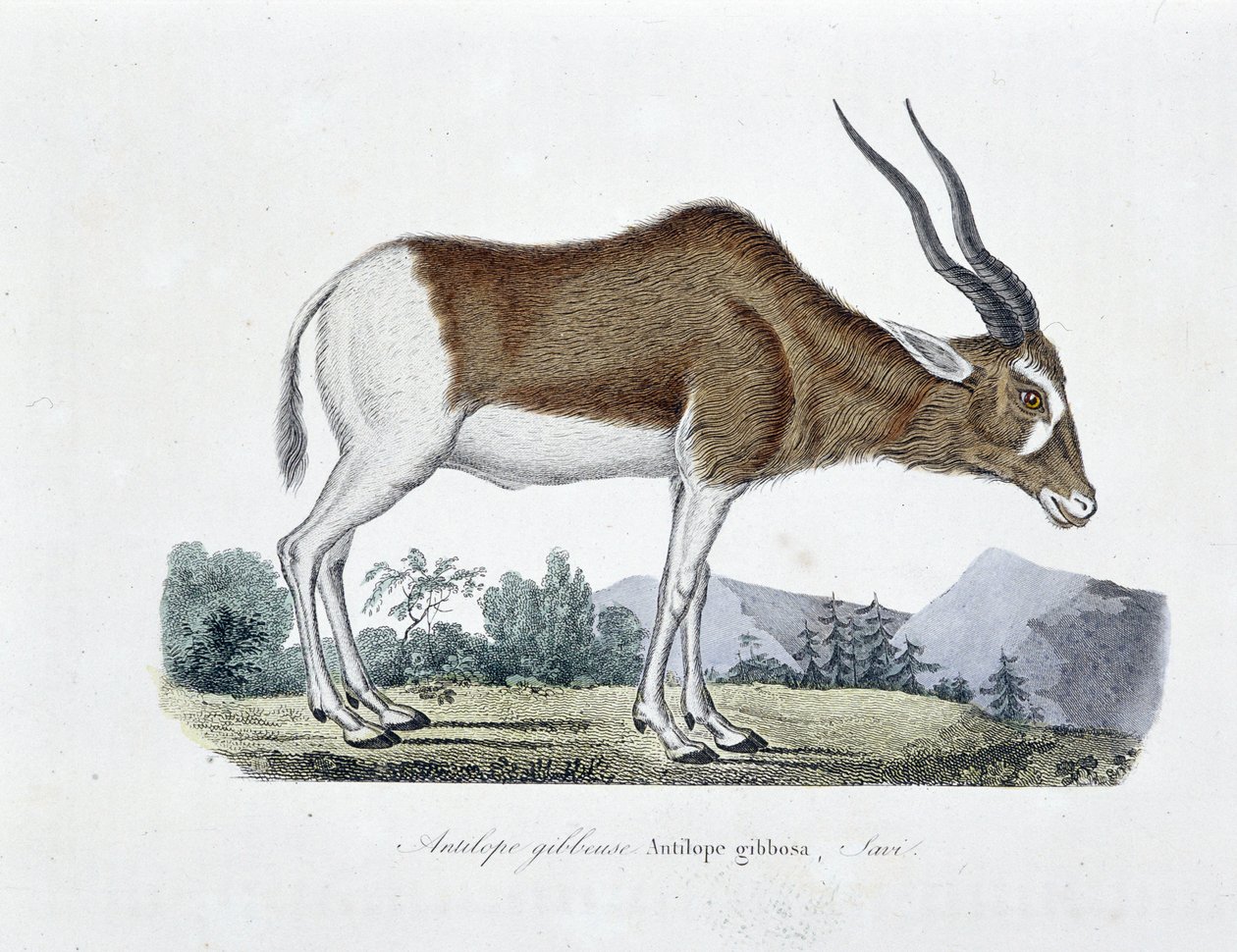 Naturhistorisk plate: Zoologisk kart som viser Gibbous Antilope, Gibbosa Antilope, Savi - i "" Completely Works of Buffon"" av naturforsker Georges Louis Leclerc, greve av Buffon (1707 - 1788). Gravering fra 1837. av Georges Louis Leclerc