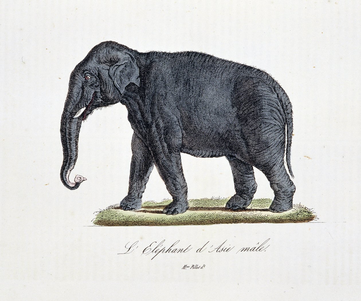 Naturhistorisk plate: Zoologisk kart som viser L