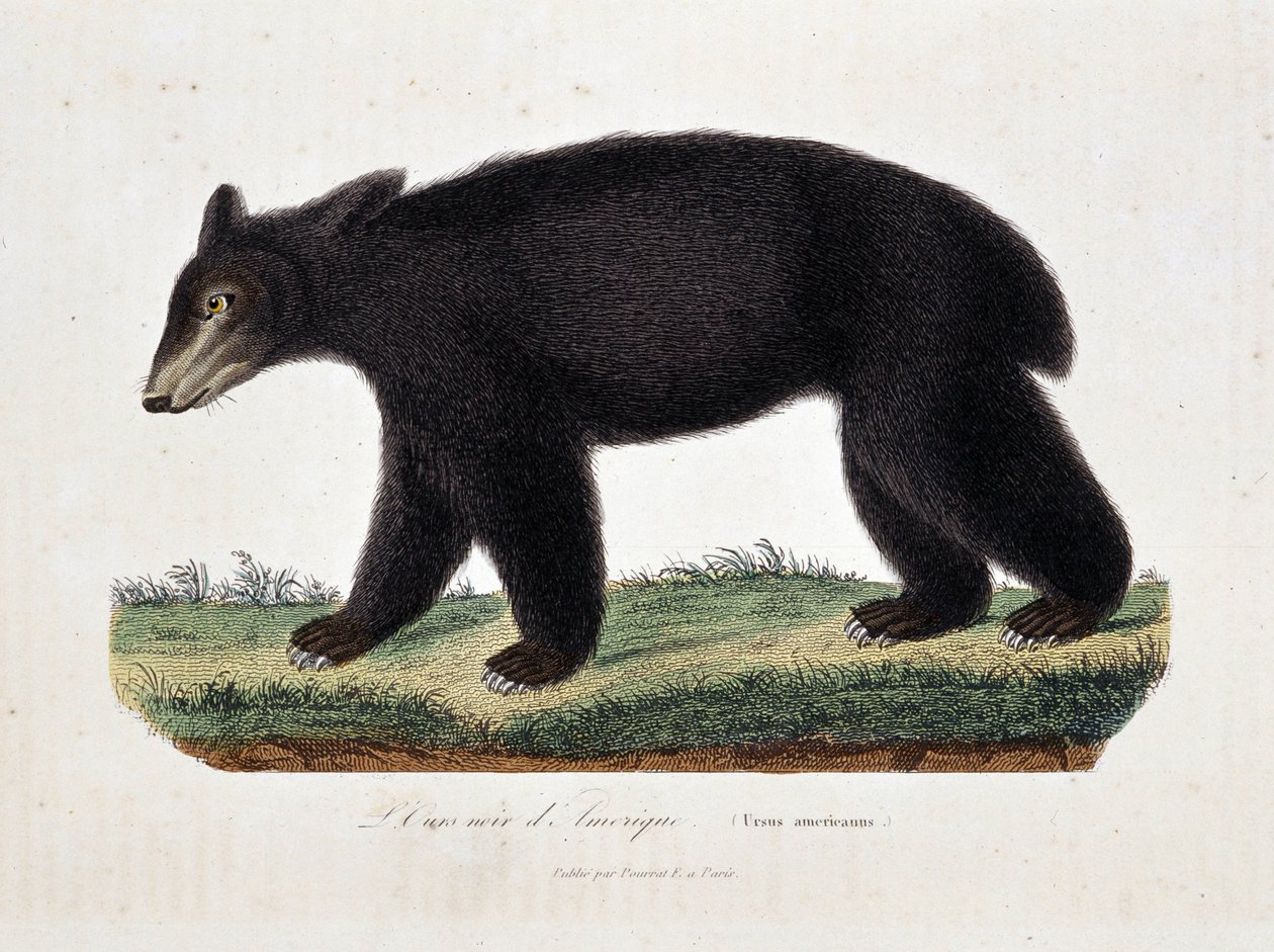 Naturhistorisk plate: Zoologisk kart som viser The Black Bear of America (Ursus americanus) - i "" Works of Buffon" av naturforsker Georges Louis Leclerc, greve av Buffon (1707 - 1788). Gravering fra 1837. av Georges Louis Leclerc
