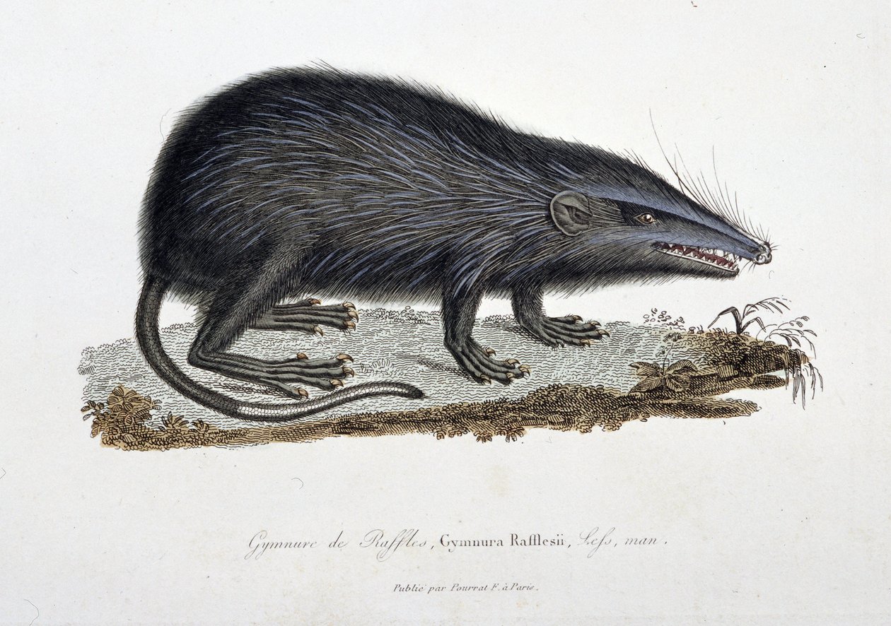 Naturhistorisk plate: Zoologisk kart som viser The Gymnure of Raffles, Gymnura Rafflesii, Lefs, man - i "" Completes of Buffon"" av naturforsker Georges Louis Leclerc, greve av Buffon (1707 - 1788). Gravering fra 1837. av Georges Louis Leclerc