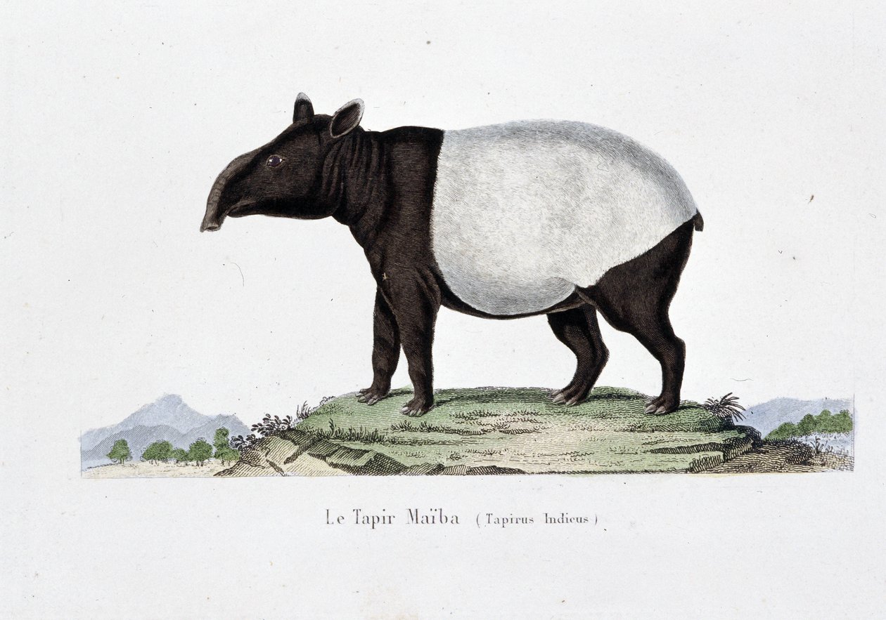 Naturhistorisk plate: Zoologisk kart som representerer Le Tapir Maiba (Tapirus Indicus) - i "" Works of Buffon"" av naturforsker Georges Louis Leclerc, greve av Buffon (1707 - 1788). Gravering fra 1837. av Georges Louis Leclerc