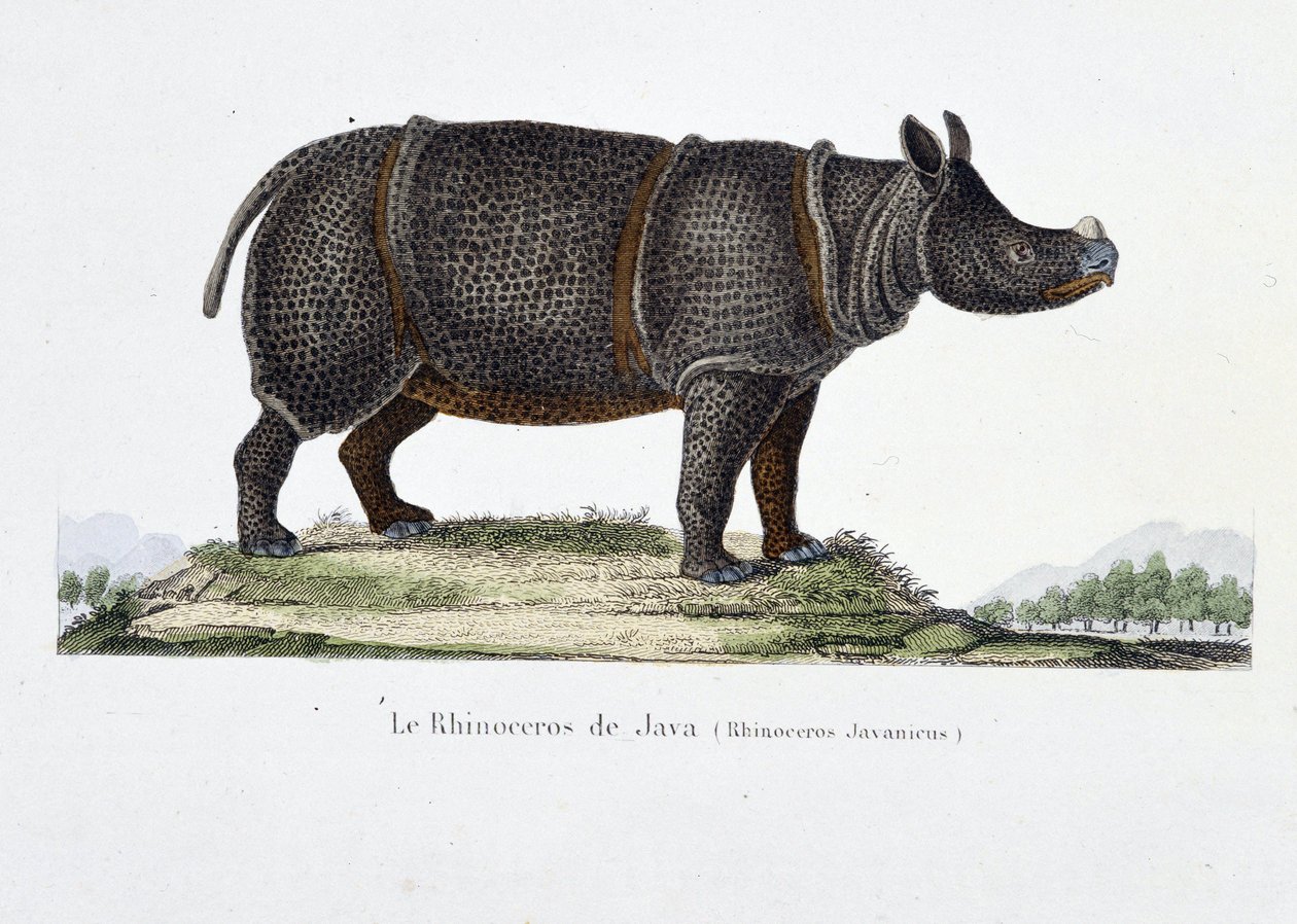 Naturhistorisk plate: Zoologisk kart som representerer neshornet på Java (Rhinoceros Javanicus) - i "" Completely Works of Buffon"" av naturforsker Georges Louis Leclerc, greve av Buffon (1707 - 1788). Gravering fra 1837. av Georges Louis Leclerc