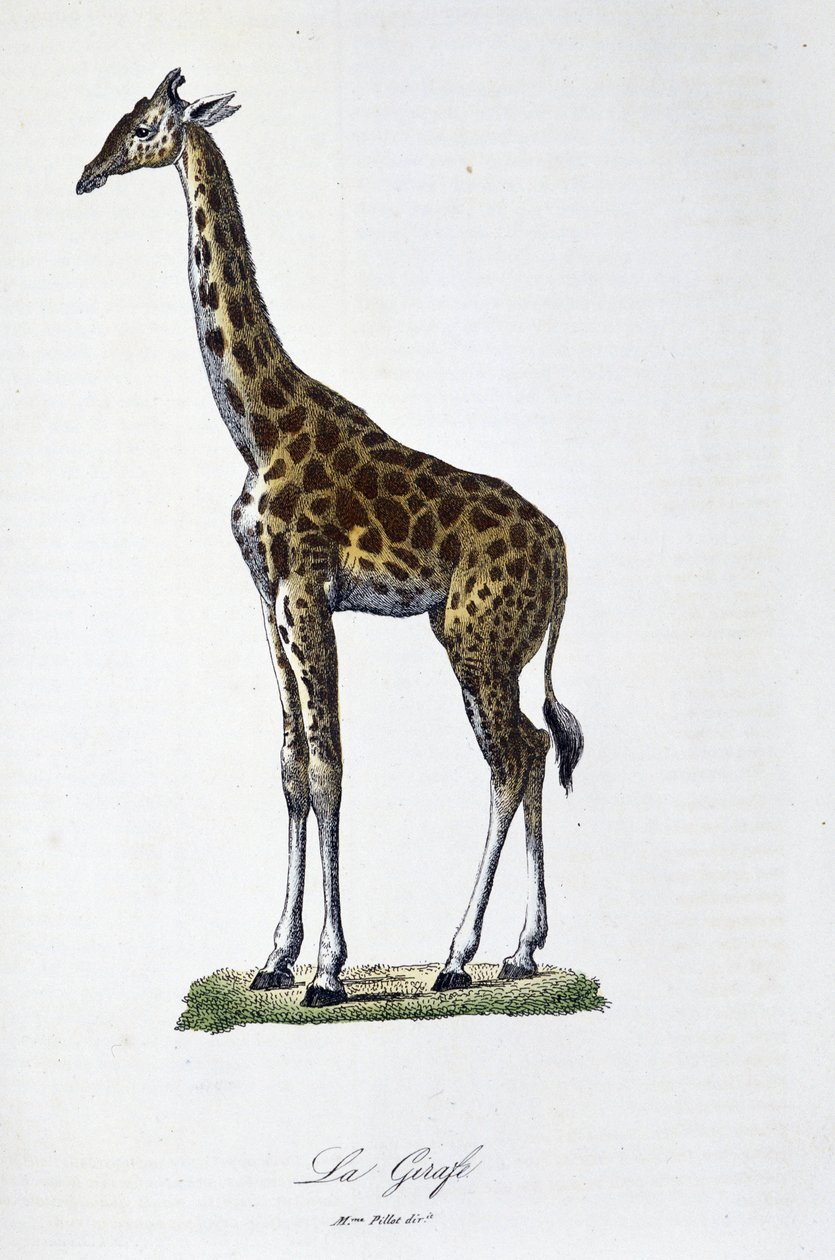 Naturhistorisk plate: Zoologisk kart som representerer sjiraffen - i "" Completes of Buffon"" av naturforsker Georges Louis Leclerc, greve av Buffon (1707 - 1788). Gravering fra 1837. av Georges Louis Leclerc