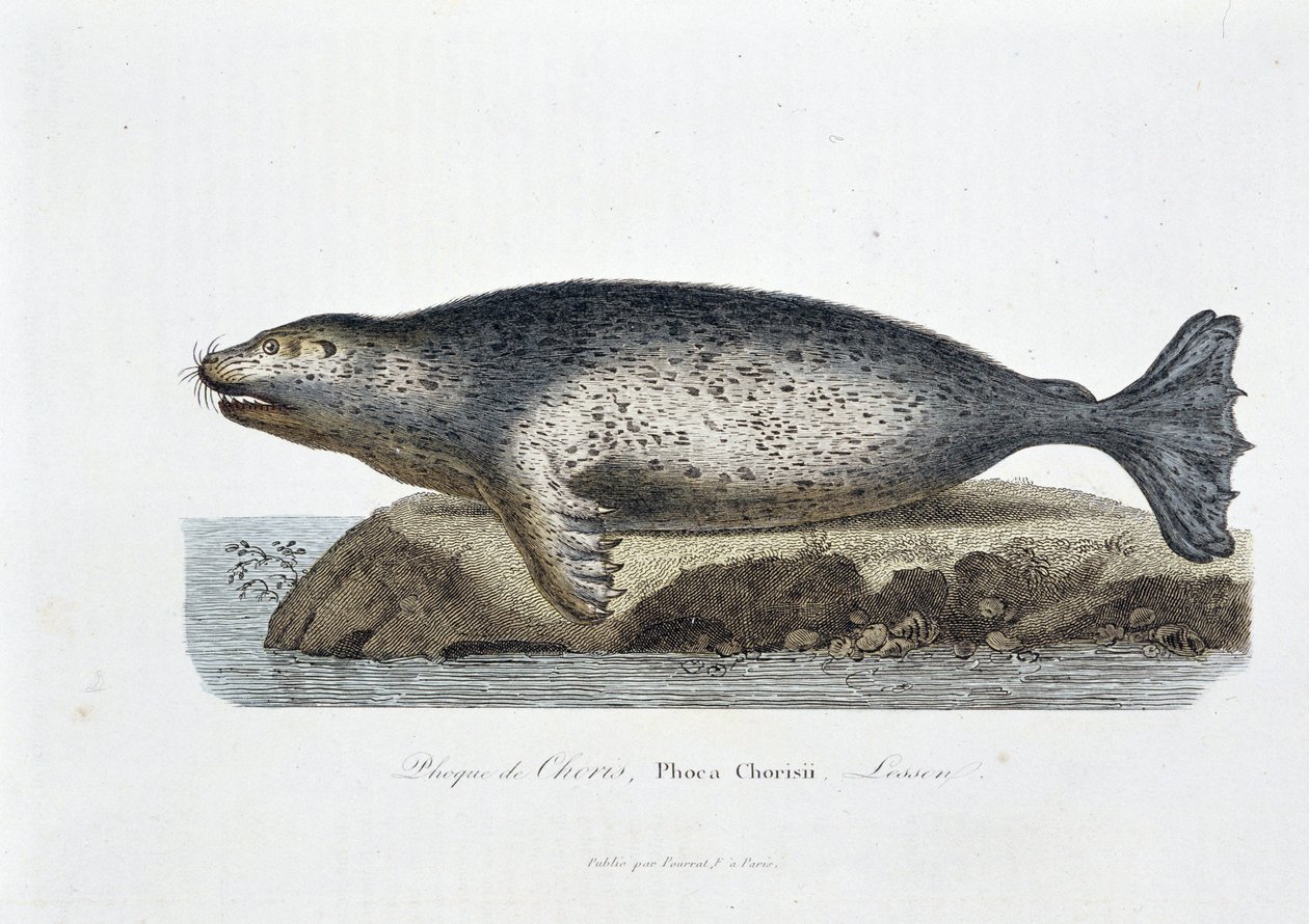 Naturhistorisk tavle: Zoologisk tavle som viser seglet til Choris, Phoca Chorisii, Leksjon - i "" Works of Buffon"" av naturforsker Georges Louis Leclerc, greve av Buffon (1707 - 1788). Gravering fra 1837. av Georges Louis Leclerc