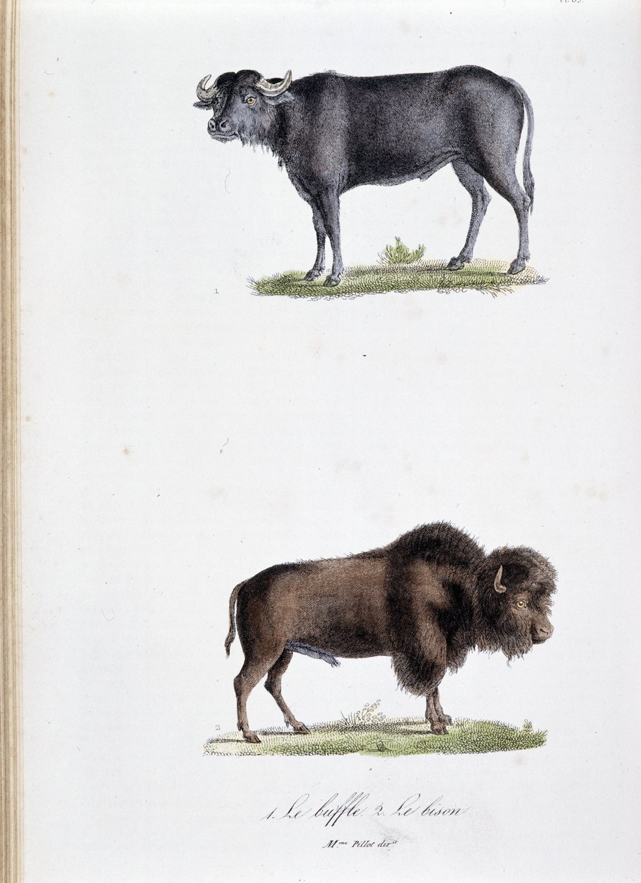 Naturhistorisk styre: Zoologisk styre som representerer 1. Buffalo og to. Le bison - i "" Works complete of Buffon"" av naturforsker Georges Louis Leclerc, greve av Buffon (1707 - 1788). Gravering fra 1837. av Georges Louis Leclerc