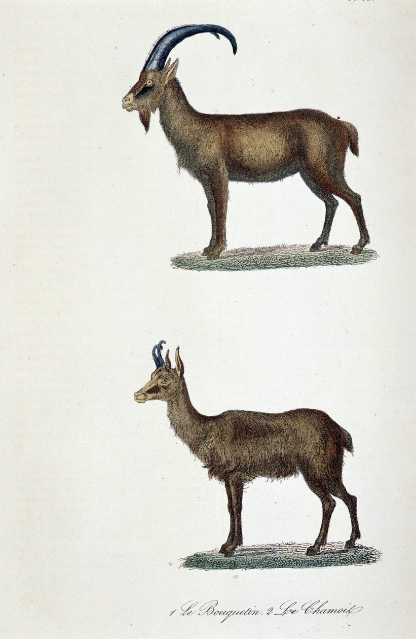 Naturhistorisk styre: Zoologisk styre som representerer 1. Ibex og 2. Le Chamois - i "" Completes de Buffon"" av naturforsker Georges Louis Leclerc, greve av Buffon (1707 - 1788). Gravering fra 1837. av Georges Louis Leclerc
