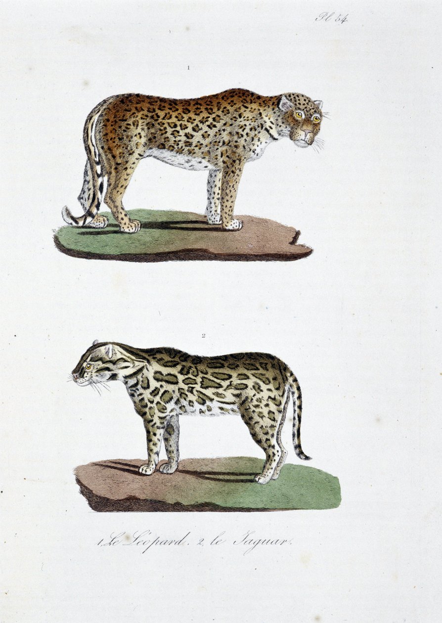 Naturhistorisk styre: Zoologisk styre som representerer 1. Leoparden og 2. Le Jaguar - i "" Complete Works of Buffon"" av naturforsker Georges Louis Leclerc, greve av Buffon (1707 - 1788). Gravering fra 1837. av Georges Louis Leclerc