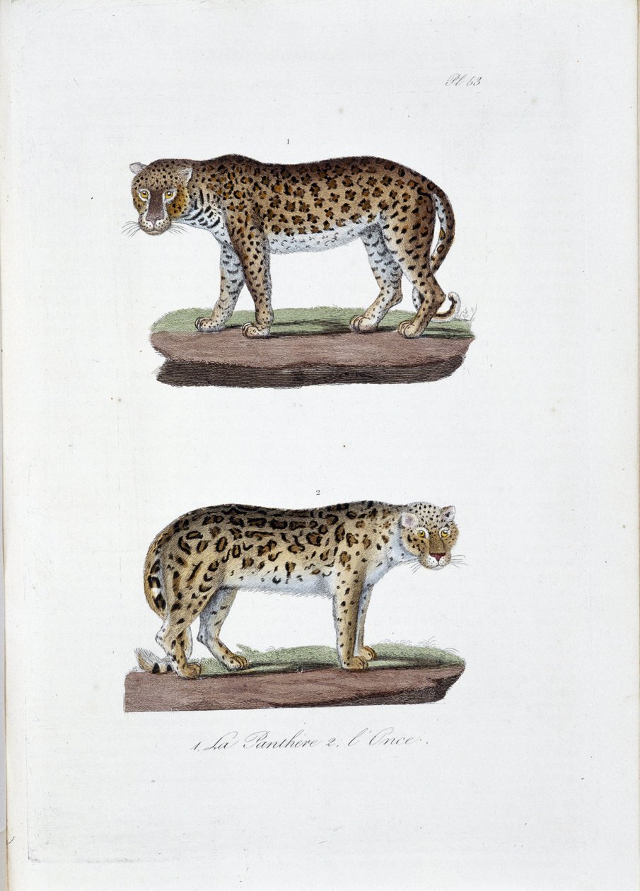 Naturhistorisk styre: Zoologisk styre som representerer 1. The Panghere og 2. L
