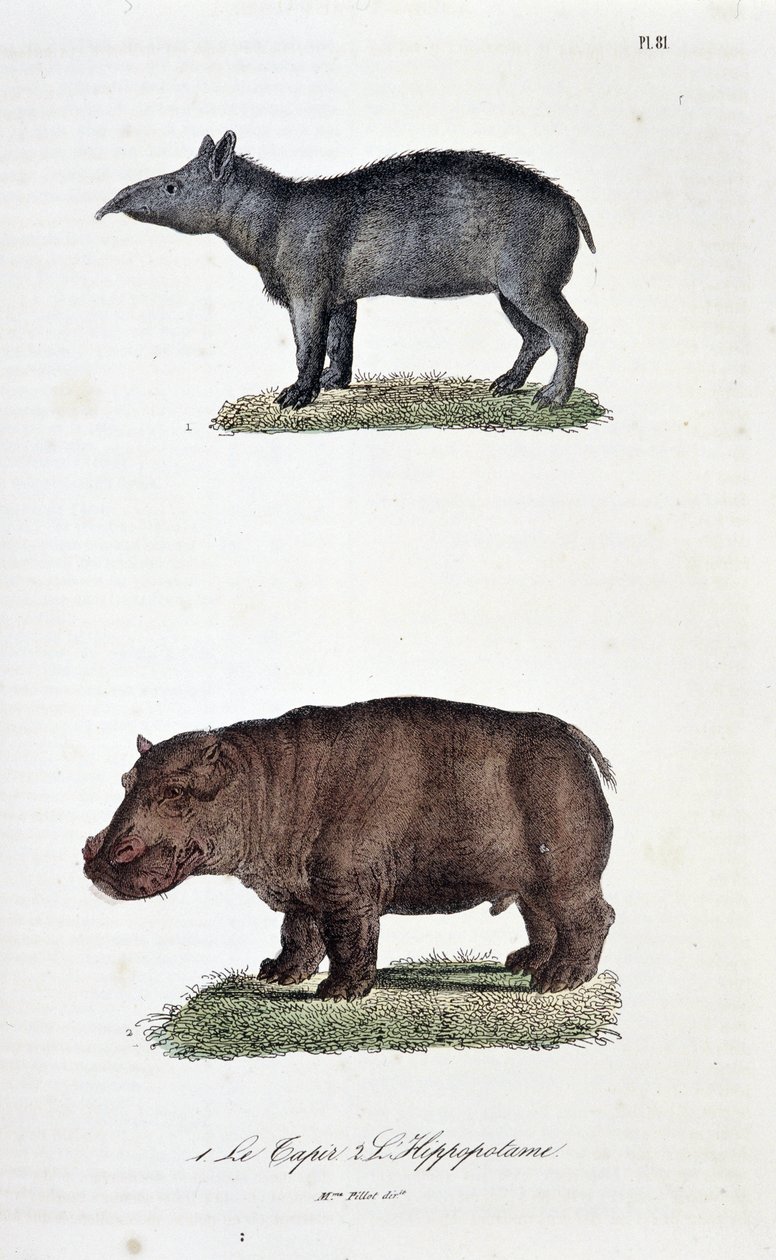 Naturhistorisk styre: Zoologisk styre som representerer 1. Tapiren og 2. L
