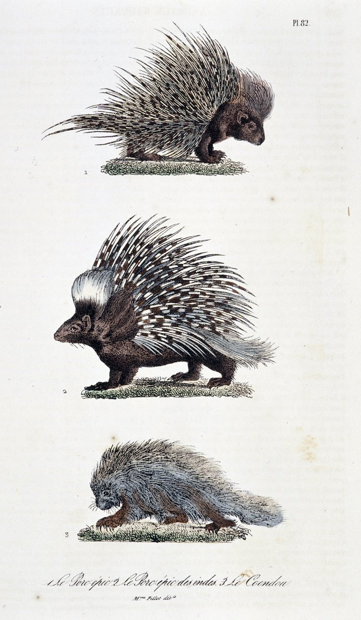Naturhistorisk styre: Zoologisk styre som representerer 1. Det episke svinekjøtt, 2. Det episke svinekjøttet i India og 3. Le Coendou - i "" Complete Works of Buffon"" av naturforsker Georges Louis Leclerc, greve av Buffon (1707 - 1788). Gravering fra 1837 av Georges Louis Leclerc