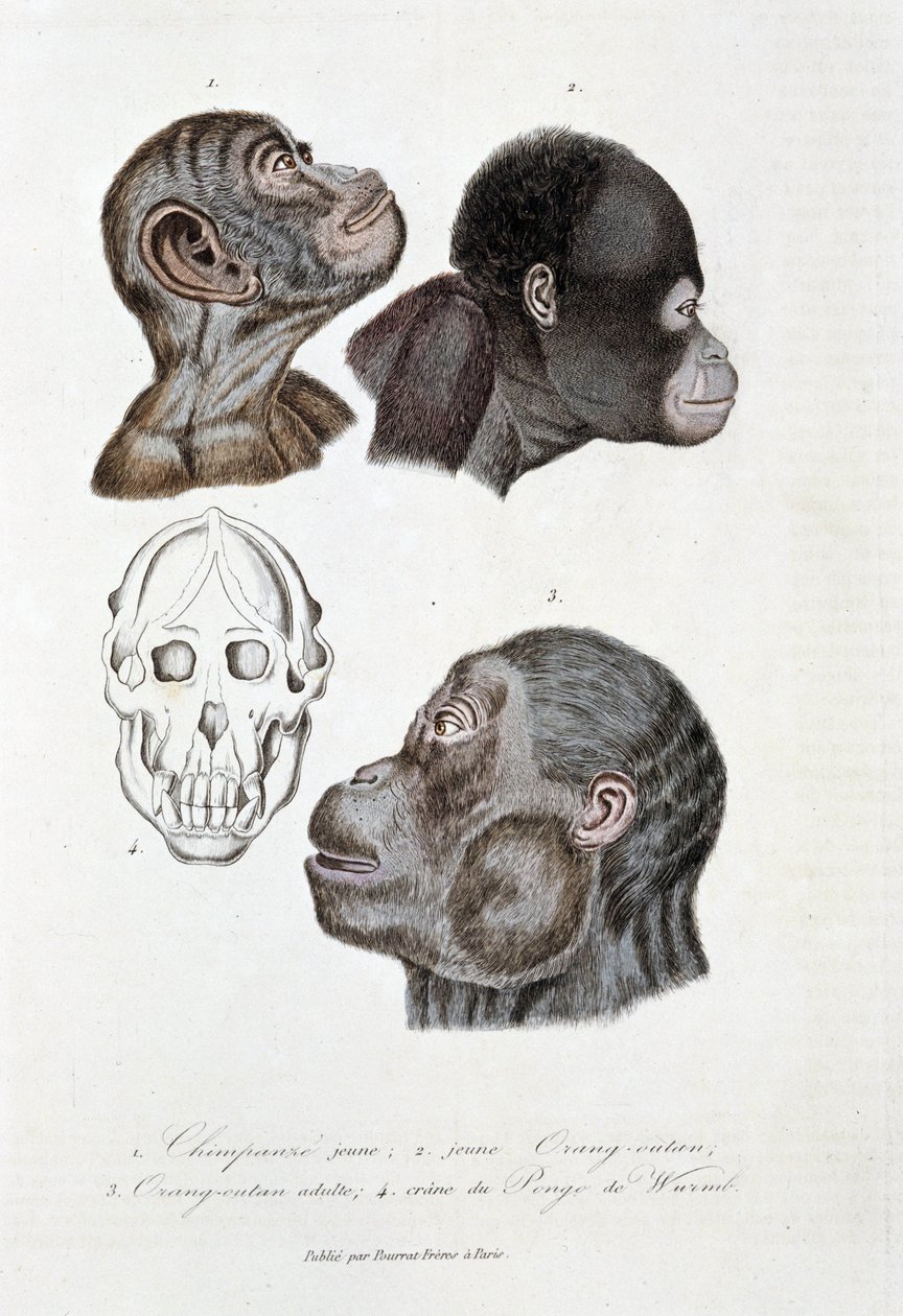 Naturhistorisk styre: Zoologisk styre som representerer 1. Ung sjimpanse; 2. ung orangutang (orangutang, orangutang, orangutang); 3. Orang ut en voksen; 4. Crane du Pongo de Wurmb - i "" Complete Works of Buffon"" av naturforsker Georges Louis Leclerc, av Georges Louis Leclerc
