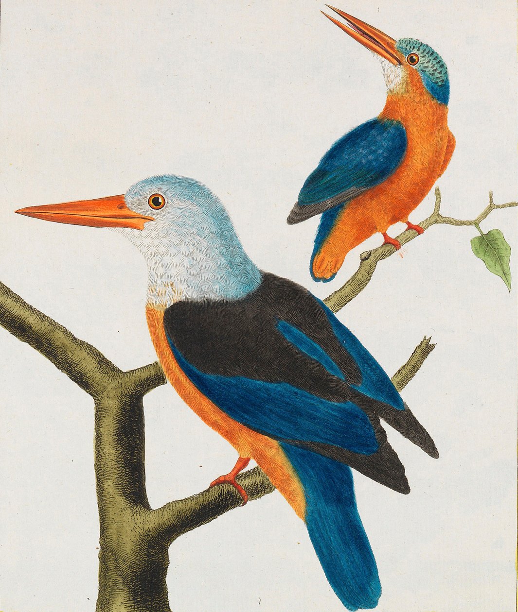 Naturlig historie. Fugler. Opplyste plater, 1766-1782. av Georges Louis Leclerc de Buffon