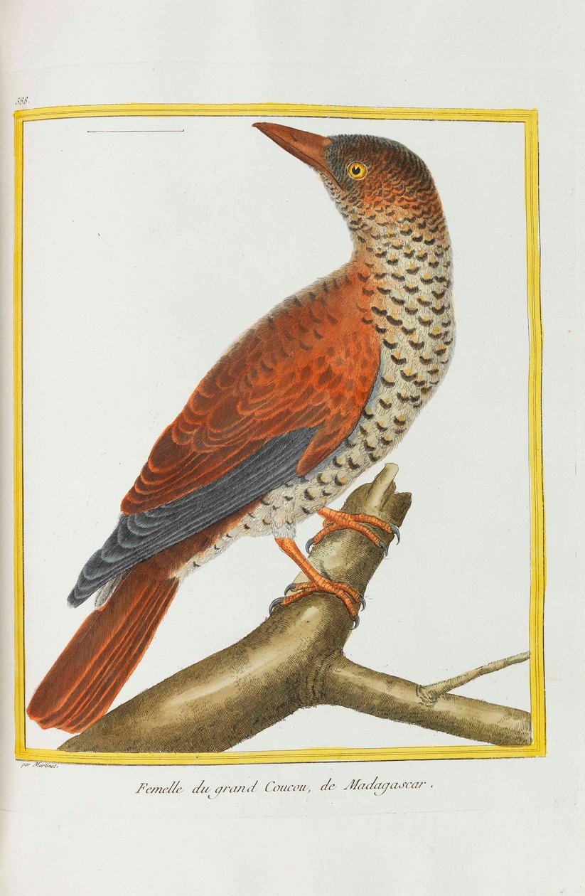 Naturlig historie. Fugler. Opplyste plater, 1782. av Georges Louis Leclerc de Buffon