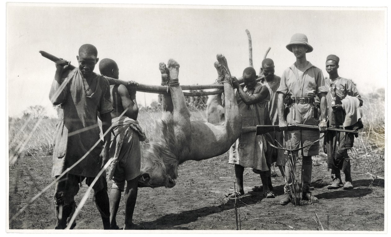 Løve ved Bahr el Ghazal, Am Dafok, 1925 (gelatinsølvtrykk) av Georges Marie Haardt