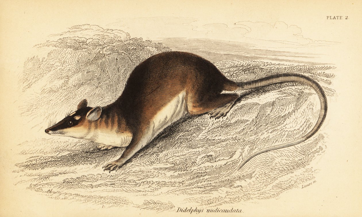 Brun firøyet opossum, Metachirus nudicaudatus. ,1841 (gravering) av Georges Robert Waterhouse