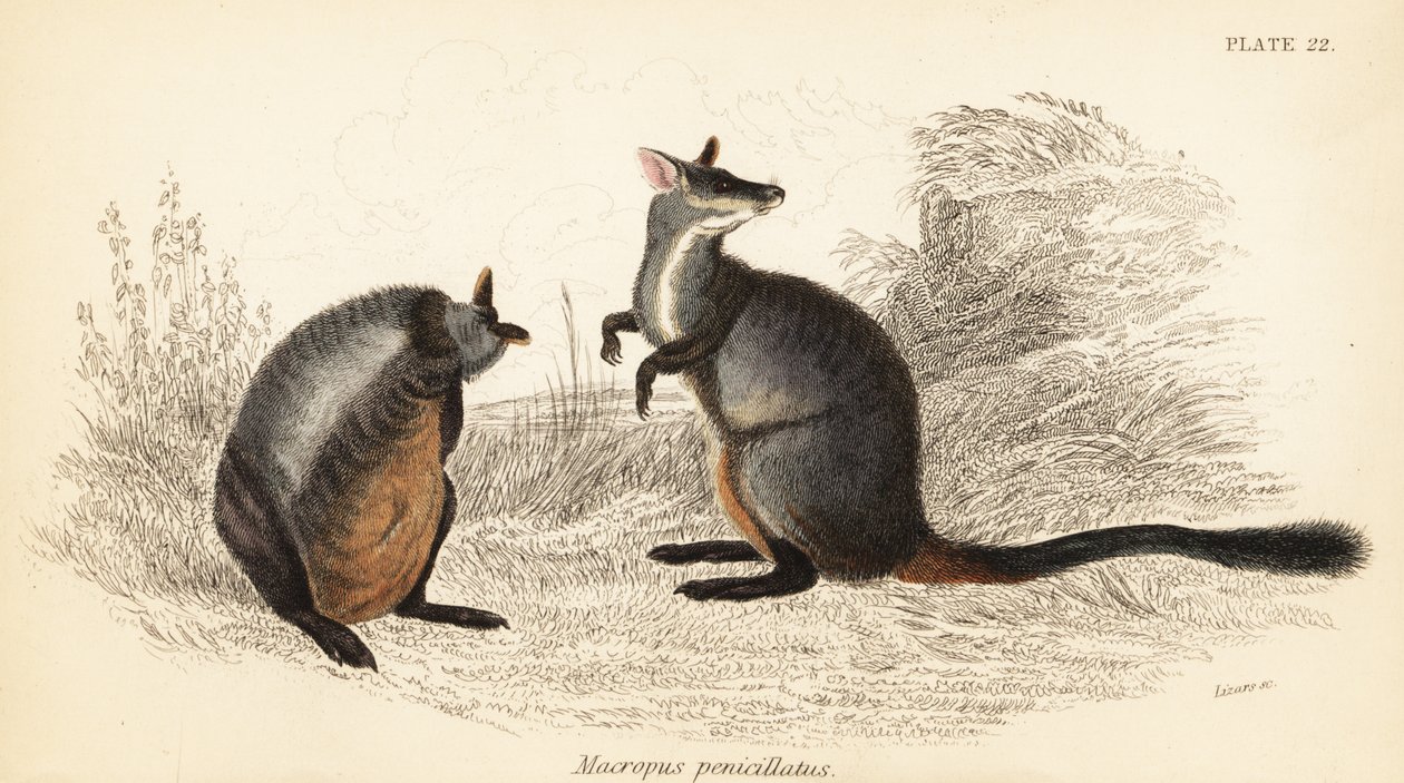 Børstehalet stein-wallaby, Petrogale penicillata. ,1841 (gravering) av Georges Robert Waterhouse