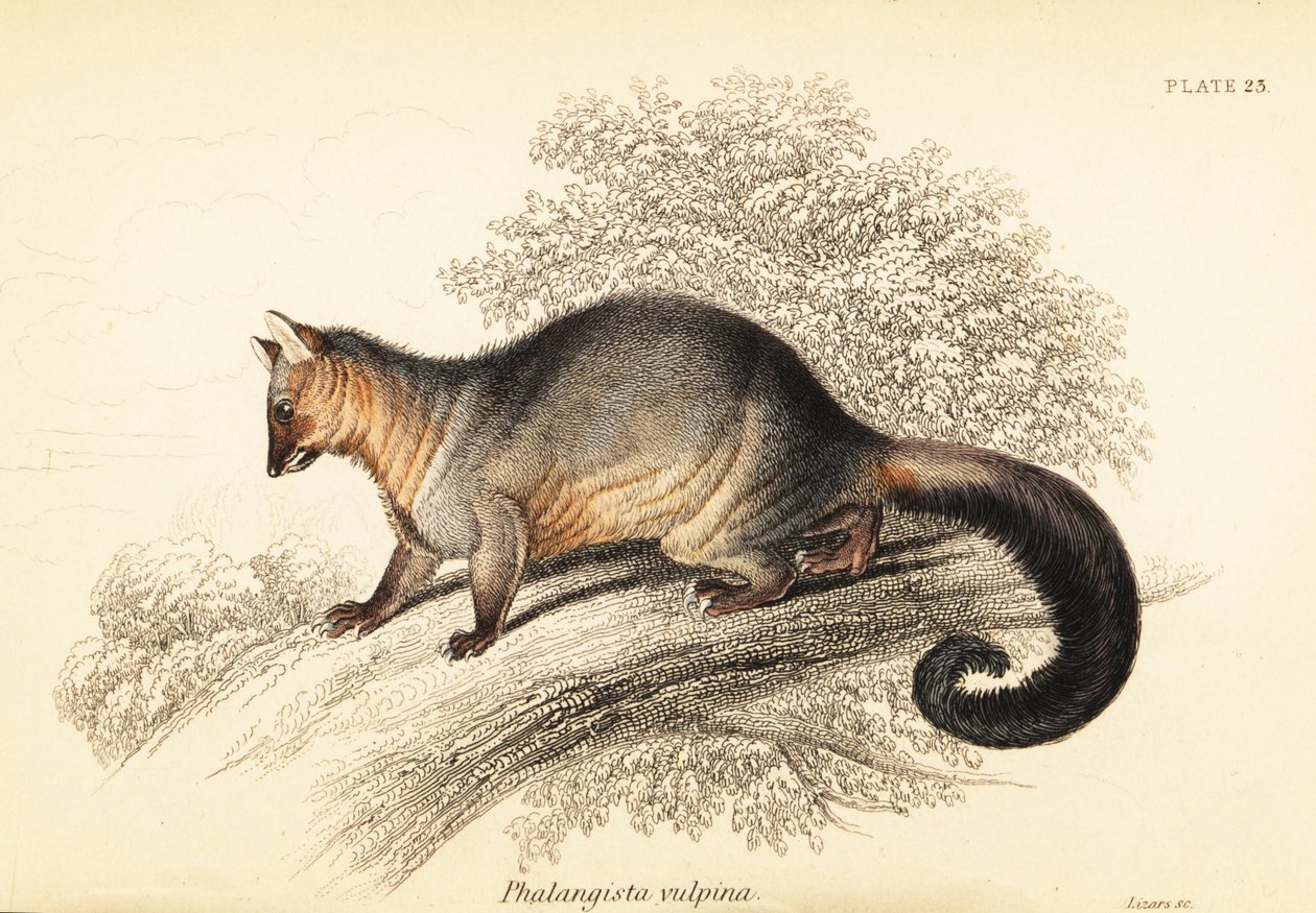 Vanlig børstehaleboks, Trichosurus vipecula. ,1841 (gravering) av Georges Robert Waterhouse