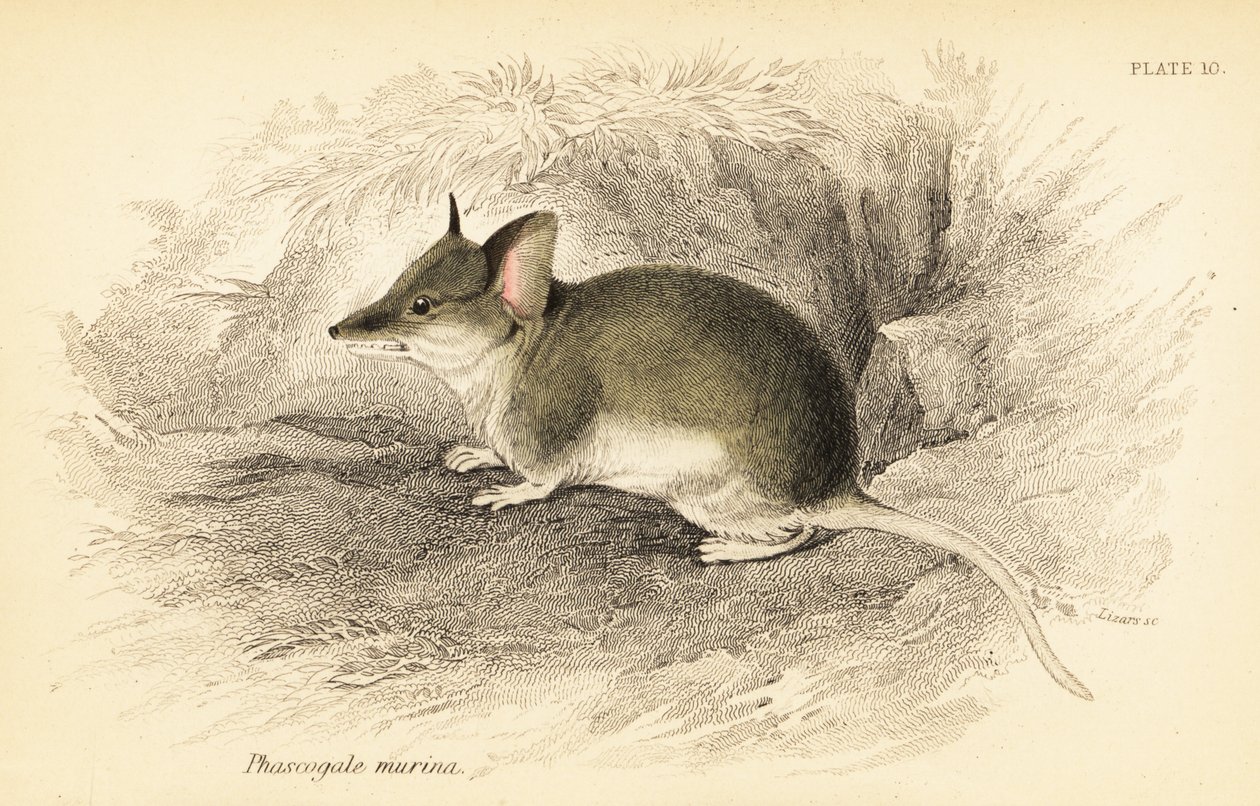 Vanlig dunnart, Sminthopsis murina. ,1841 (gravering) av Georges Robert Waterhouse