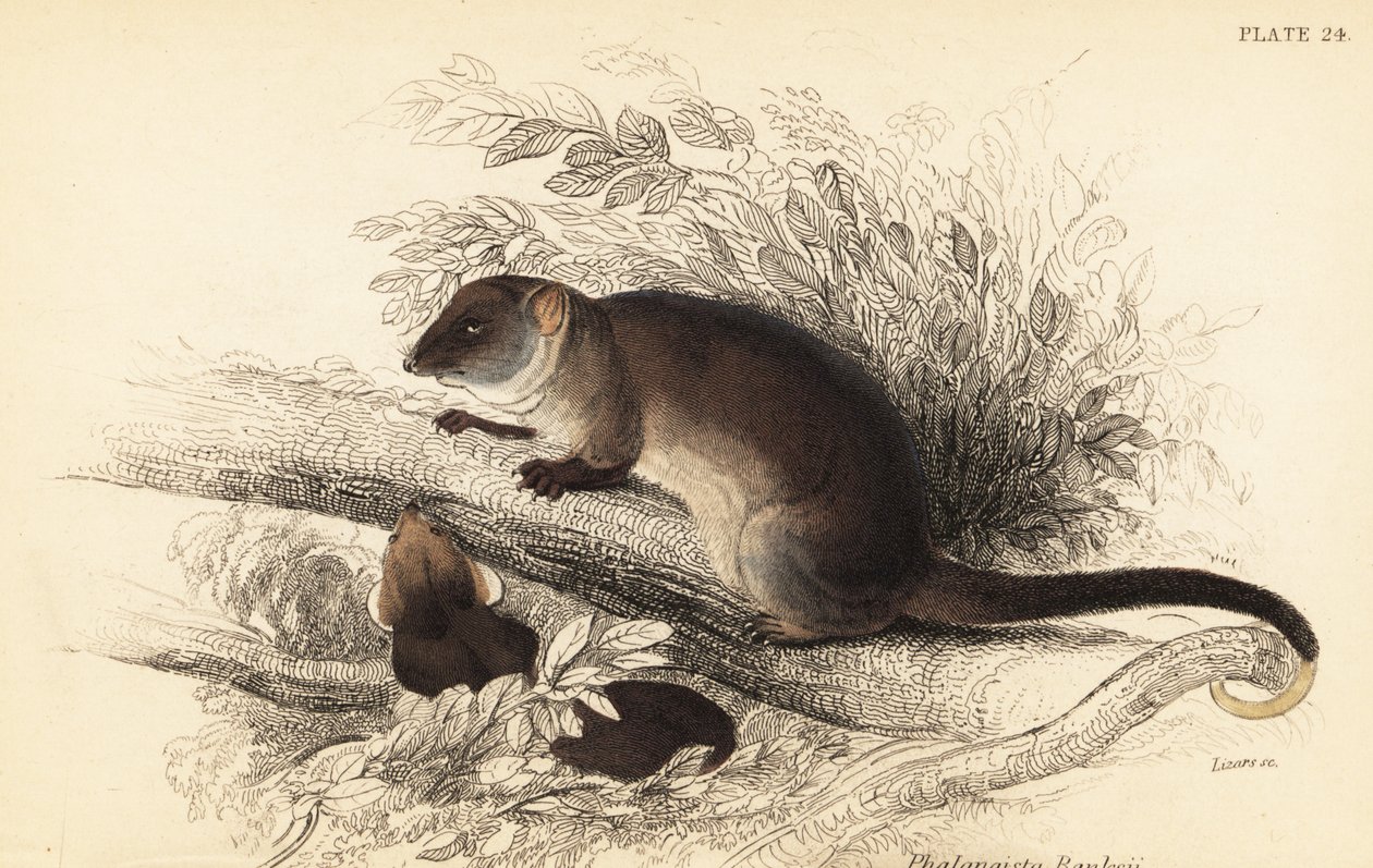 Jeg kan se den vanlige ringhale, Pseudocheirus peregrinus. ,1841 (gravering) av Georges Robert Waterhouse