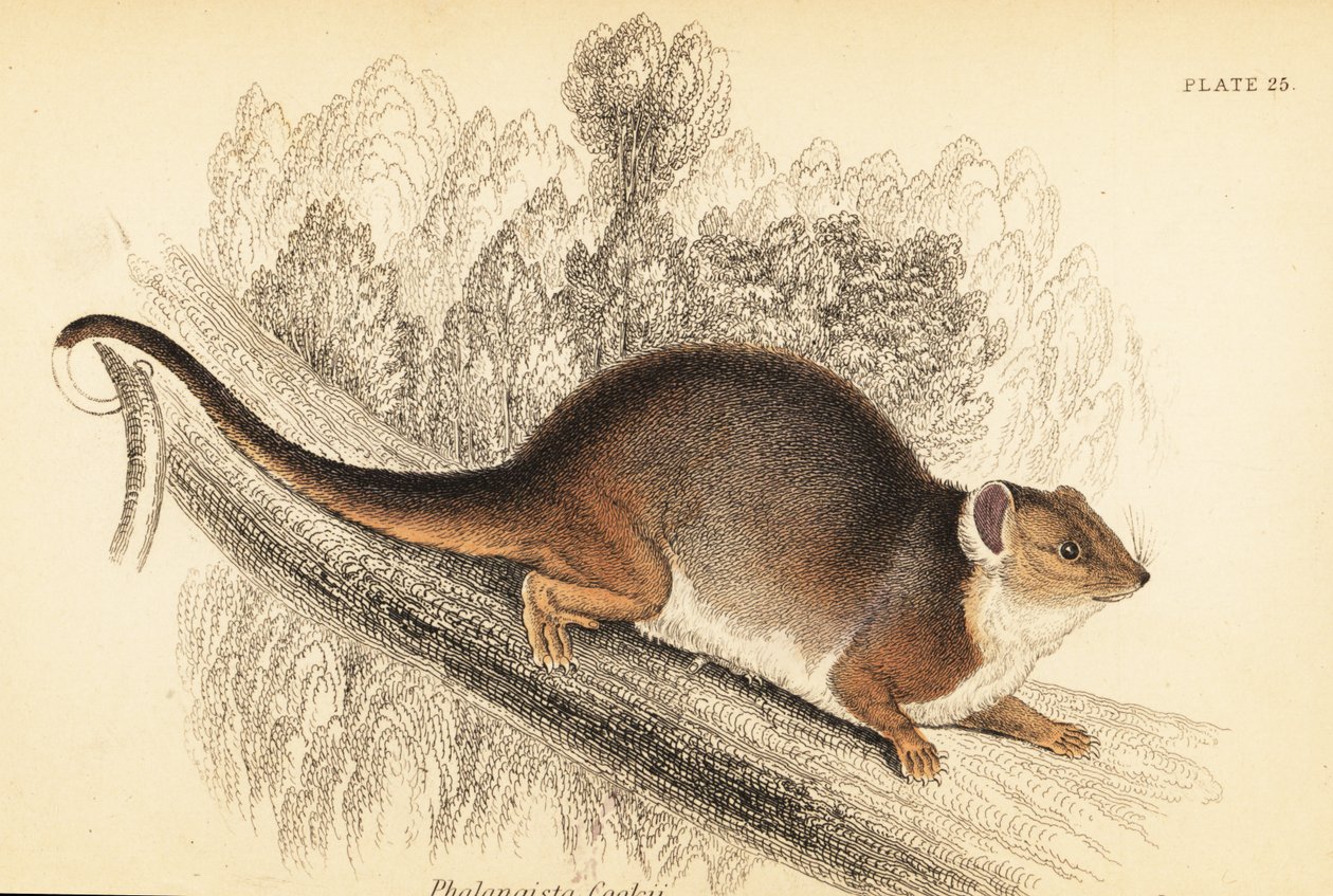 Jeg kan se den vanlige ringhale, Pseudocheirus peregrinus. ,1841 (gravering) av Georges Robert Waterhouse