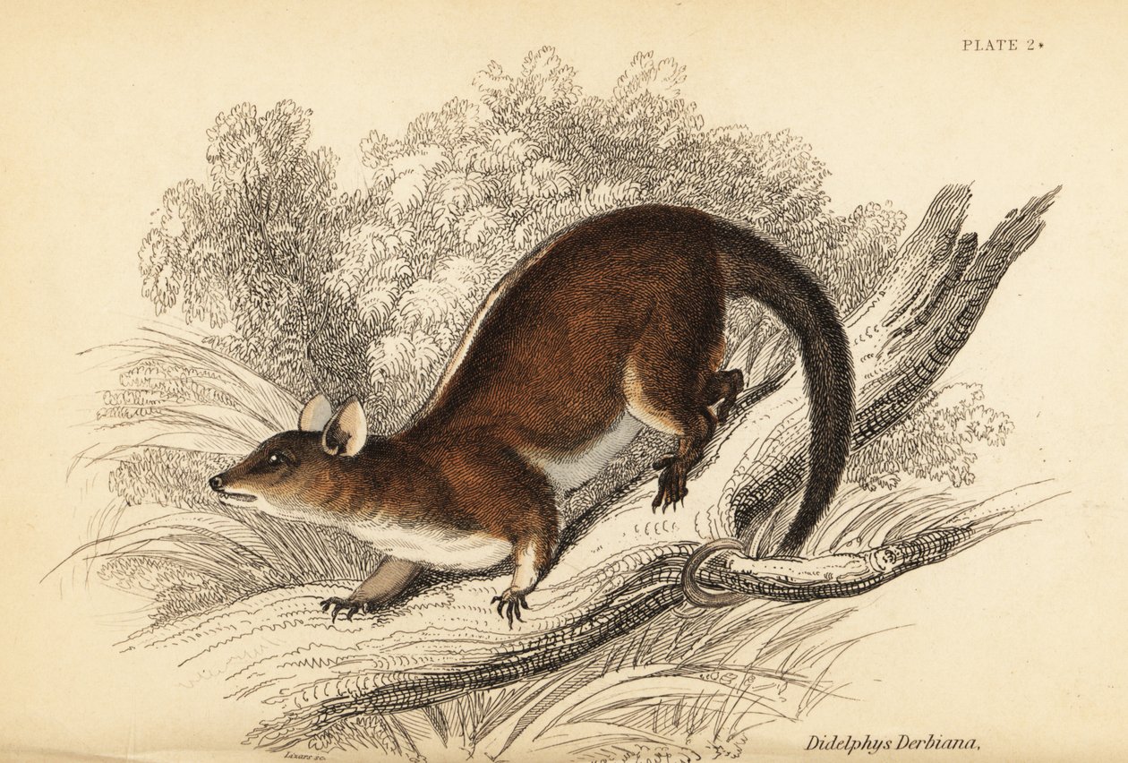 Derbys ullene opossum, Caluromys derbianus. ,1841 (gravering) av Georges Robert Waterhouse