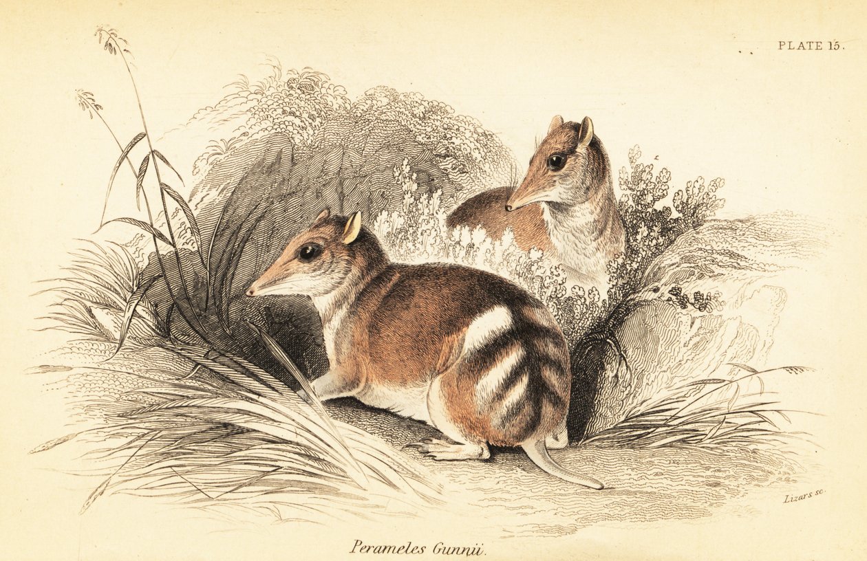 Eastern barred bandicoot, Perameles gunnii.,1841 (gravering) av Georges Robert Waterhouse